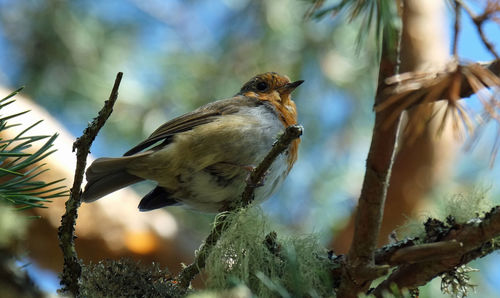 Low angle view of bird perching on branch