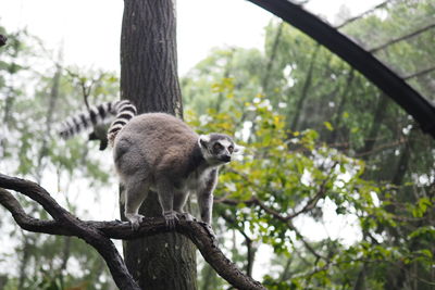 Low angle view of sitting on tree