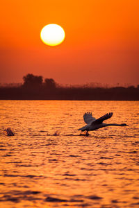 Silhouette bird on sea against sky during sunset