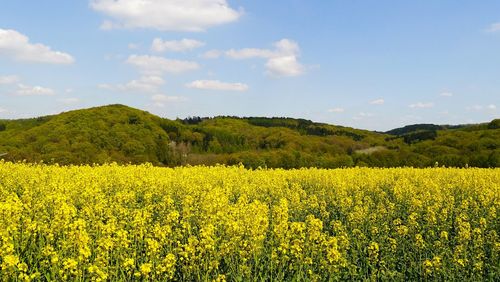 View of flower field