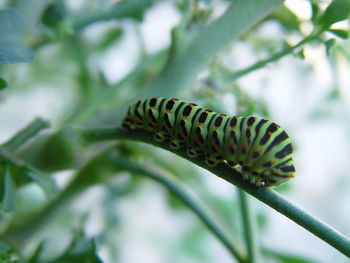 Close-up of insect on leaf