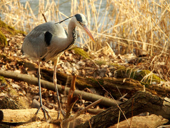 Close-up of a bird