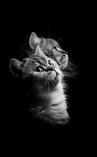 Close-up of a cat over black background