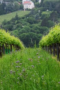 Plants growing on field