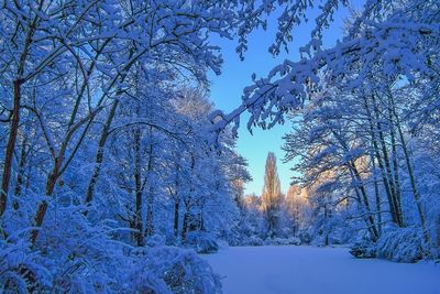 Snow covered trees in forest during winter