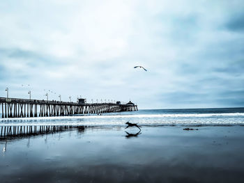 Seagulls flying over sea against sky