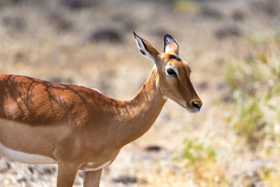 Side view of deer standing on field