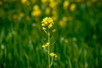 Close-up of yellow flowering plant on field