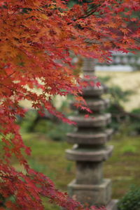 Close-up of maple tree during autumn