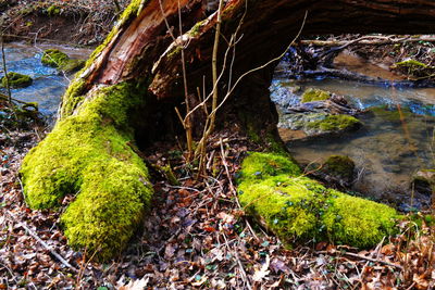 Close-up of tree by water