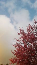 Low angle view of flower tree against sky