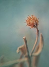 Close-up of flower against blurred background