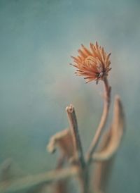 Close-up of flower against blurred background