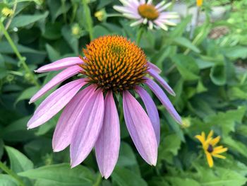 Close-up of purple flower