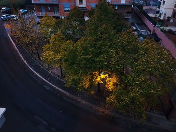 Close-up of tree in city