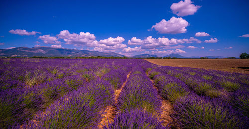 Scenic view of lavender field against cloudy sky