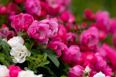 Close-up of pink roses