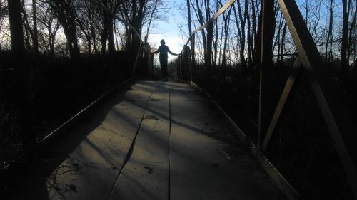 Silhouette of trees in forest