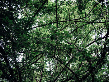 Low angle view of trees in forest