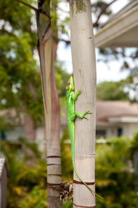 Close-up of lizard on tree trunk