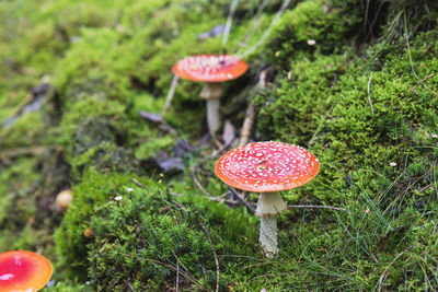 Close-up of fly agaric mushroom on field