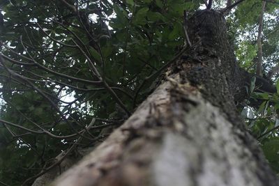 Low angle view of trees growing in forest