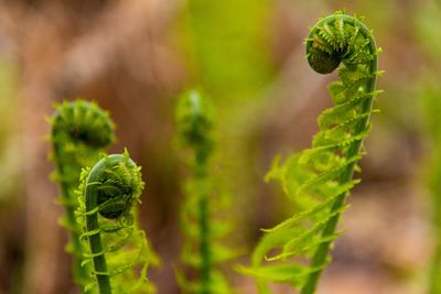 Close-up of fern