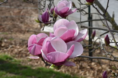 Close-up of pink crocus flowers on field