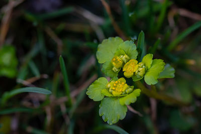 Close-up of yellow flowering plant