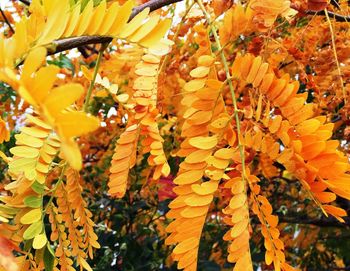 Close-up of leaves