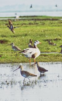 Ducks in a lake