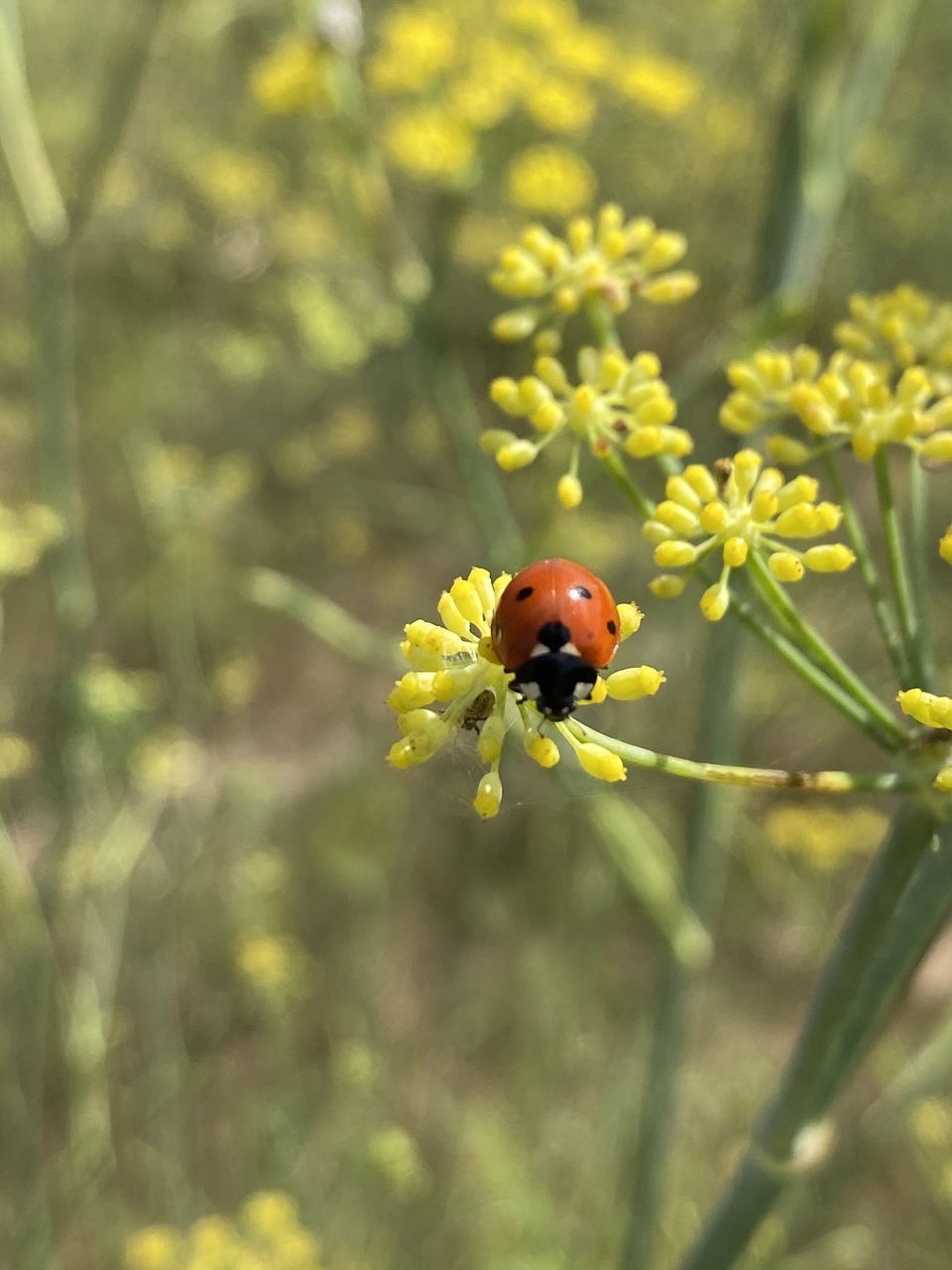 CLOSE-UP OF INSECT POLLINATING ON FLOWER