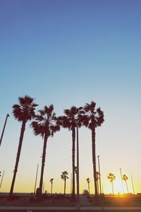 Palm trees against sky during sunset