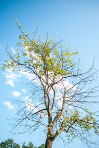 Low angle view of tree against sky