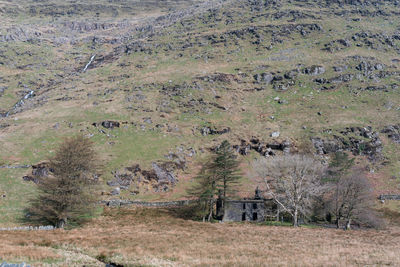 View of sheep on field