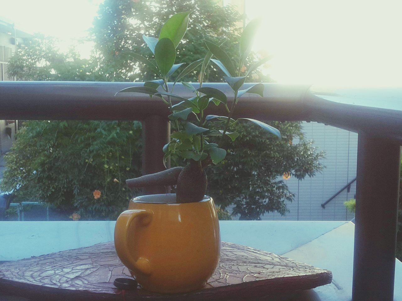 drink, table, food and drink, sunlight, freshness, glass - material, tree, close-up, refreshment, drinking glass, indoors, growth, window, transparent, plant, potted plant, day, water, still life, focus on foreground