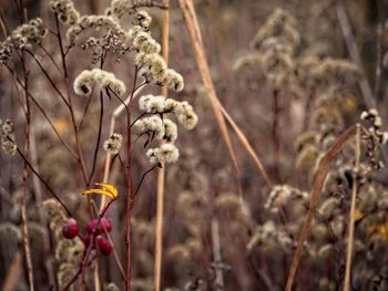 Close-up of wilted flowering plant on field