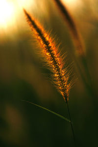 Close-up of stalks against sunset