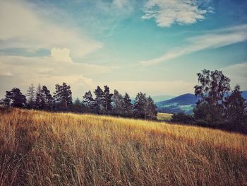 Scenic view of field against sky