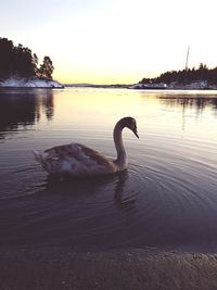 Swan swimming in lake