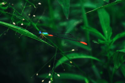 Close-up of dragonfly on plant