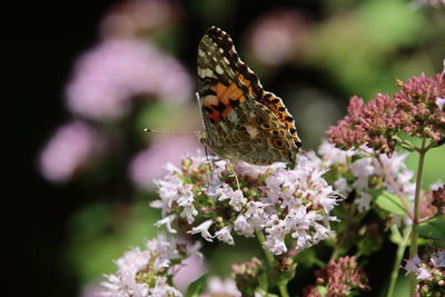 Close-up of butterfly pollinating on purple flower