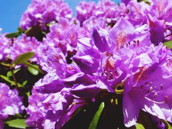 Close-up of purple flowering plants