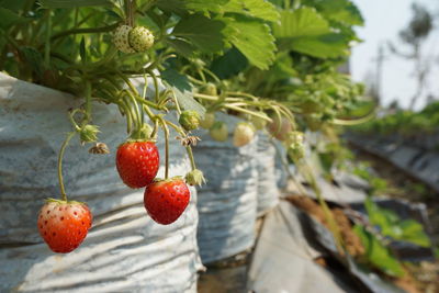 Close-up of strawberries on tree