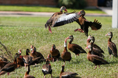 Duck on grassy field