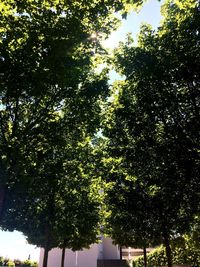 Low angle view of trees