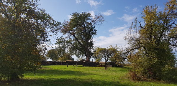 View of trees on field against sky