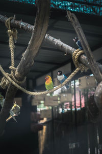 View of birds perching on tree