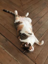 High angle view of cat lying on hardwood floor