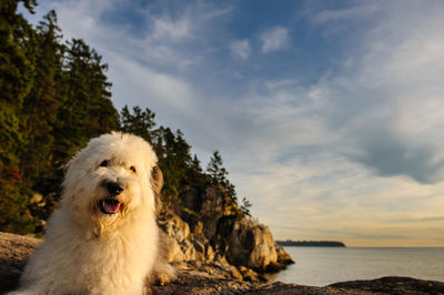 Dog on tree against sky